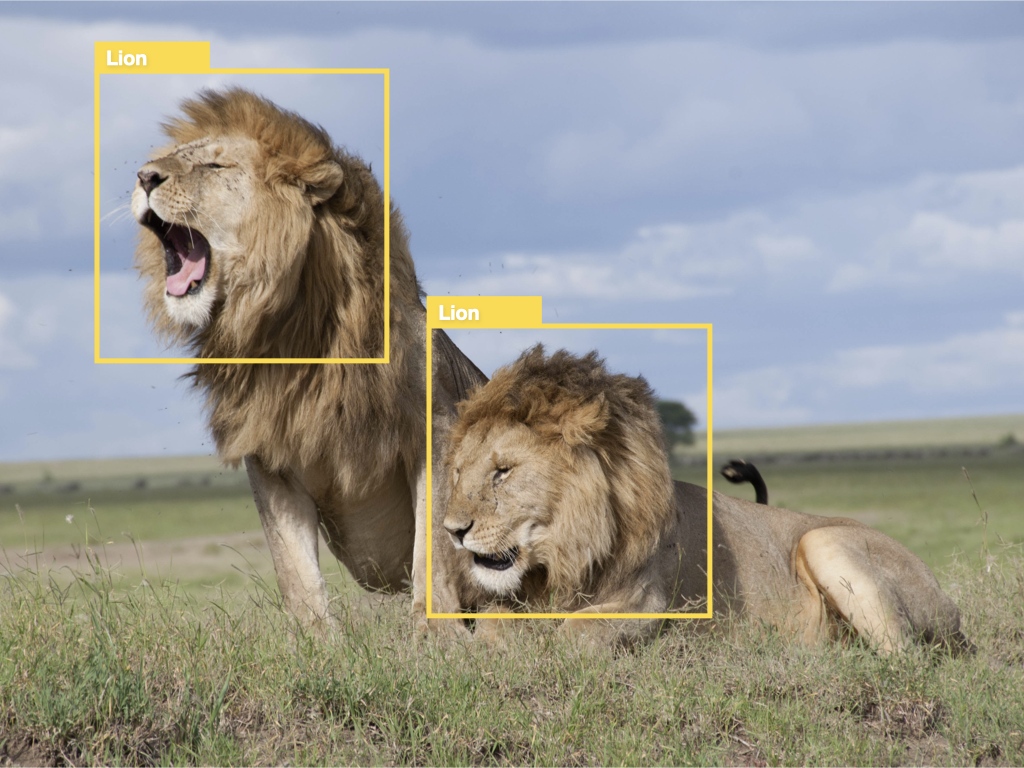 Object detection output sample